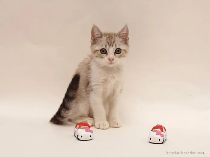 ID：1507-00118の子猫