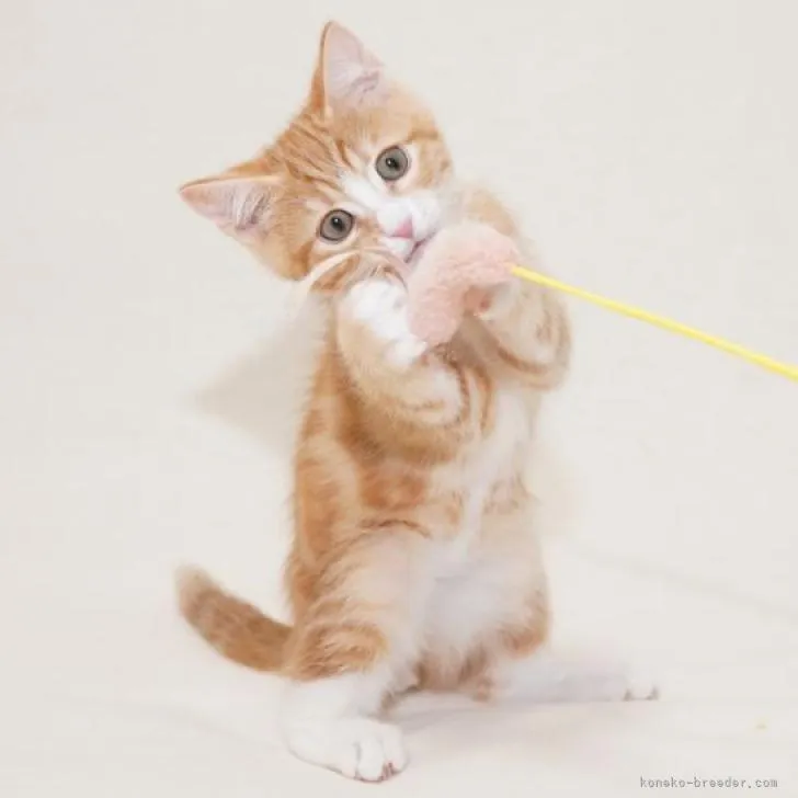 ID:2212-00245の子猫