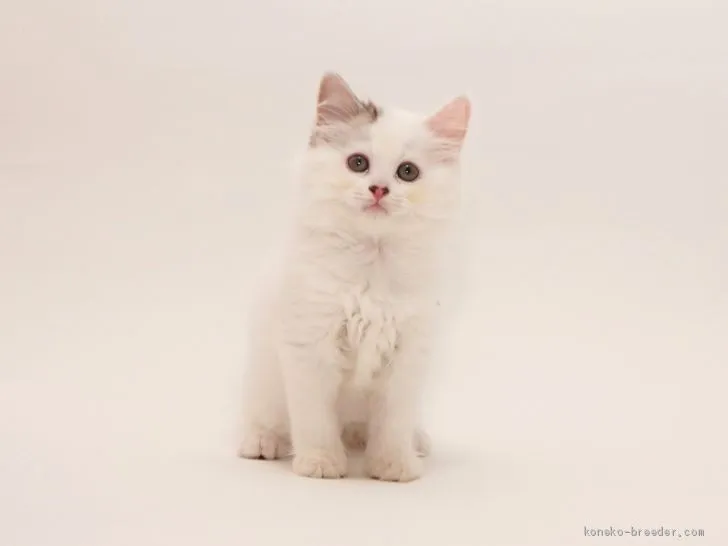 ID：1907-00800の子猫