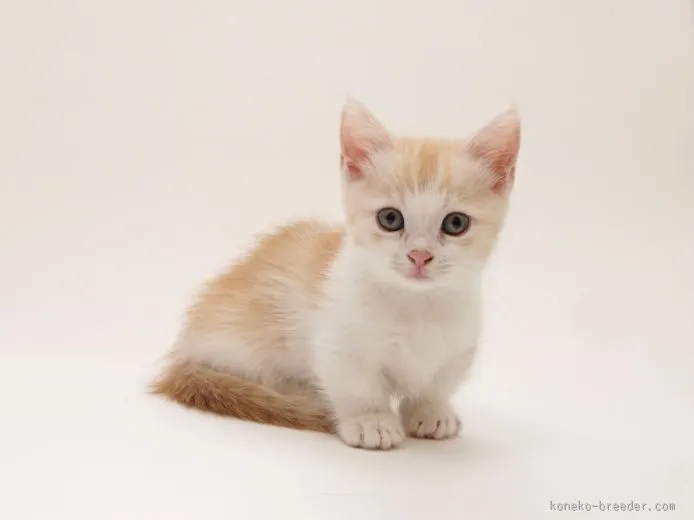 たっち 様のお迎えした子猫