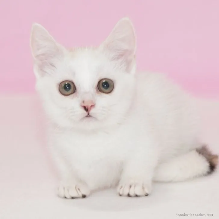 マンチカン(短足)【東京都・女の子・2023年1月7日・ダイリュートキャリコ】の写真1「3/25撮影」