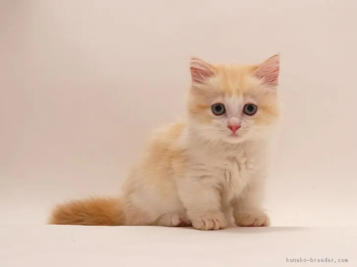 ID：1608-00445の子猫