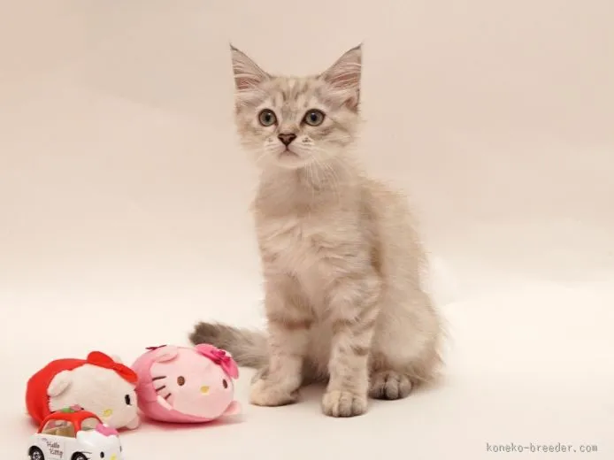 aco 様のお迎えした子猫