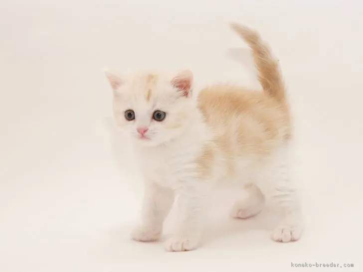 ID:1901-00100の子猫