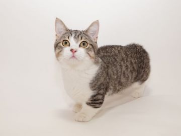 マンチカン(短足)【東京都・男の子・2017年12月31日・ブラウンマッカレルタビー&ホワイト】の写真「良い血統の元気な男の子です」