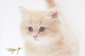 マンチカン(長足)【東京都・男の子・2018年7月3日・クリームマッカレルタビー】の写真「モフモフの男の子です」