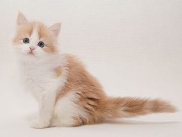 マンチカン(長足)【東京都・男の子・2021年5月3日・ブルータビー&ホワイト（ロングヘアー）】の写真「良い血統の男の子です」