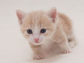 マンチカン(短足)【東京都・男の子・2021年11月13日・シナモンタビー&ホワイト（ショートヘアー）】の写真「可愛い男の子です」