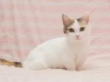 マンチカン(短足)【東京都・女の子・2019年8月29日・キャリコ】の写真1