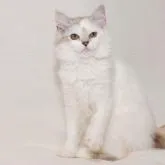 マンチカン(長足)【東京都・女の子・2022年7月11日・ダイリュートキャリコ】の写真1「10/22」