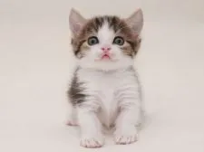 マンチカン(短足)【東京都・男の子・2022年2月20日・ブラウンタビー&ホワイト】の写真4