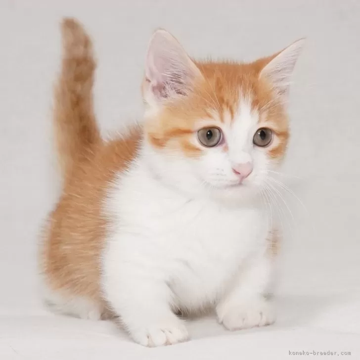 ID：2509-01249の子猫