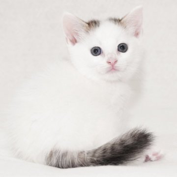 マンチカン(長足)【東京都・男の子・2025年9月24日・ブラウンタビー&ホワイト(ショートヘアー)】の写真「可愛い元気な女の子です。」