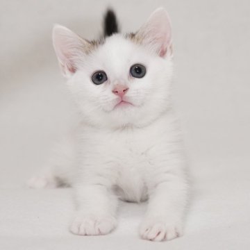 マンチカン(長足)【東京都・男の子・2025年9月24日・ブラウンタビー&ホワイト（ショートヘアー）】の写真「可愛い元気な女の子です。」