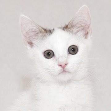 マンチカン(長足)【東京都・男の子・2025年9月24日・ブラウンタビー&ホワイト（ショートヘアー）】の写真「可愛い元気な女の子です。」