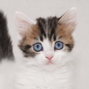 マンチカン(短足)【東京都・男の子・2025年11月17日・ブラウンタビー&ホワイト（セミロングヘアー）】の写真「可愛い元気な男の子です。」