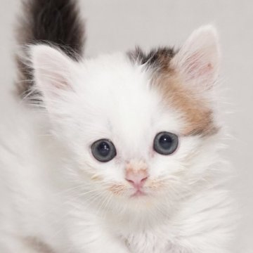 マンチカン(短足)【東京都・女の子・2025年11月17日・キャリコ（セミロングヘアー）】の写真「可愛い元気な女の子です。」