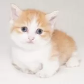 マンチカン(短足)