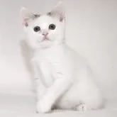 マンチカン(長足)