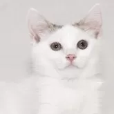 マンチカン(長足)