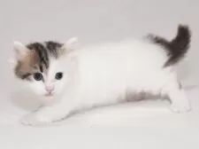 マンチカン(短足)【東京都・男の子・2025年9月24日・ブラウンタビー&ホワイト】の写真7