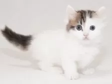 マンチカン(短足)【東京都・男の子・2025年9月24日・ブラウンタビー&ホワイト】の写真5