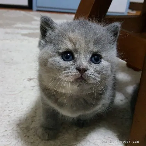 ID：1904-01827の子猫