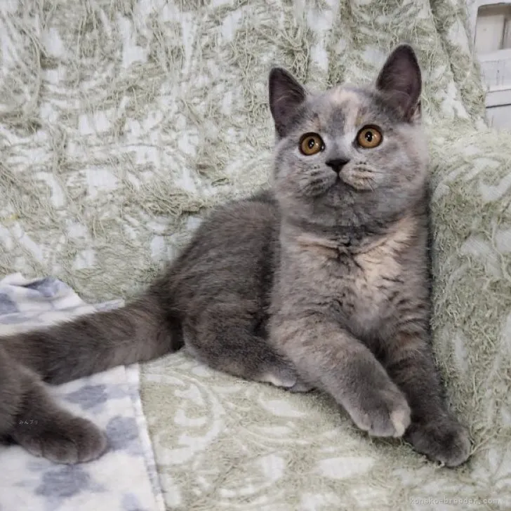 ID：2311-00156の子猫