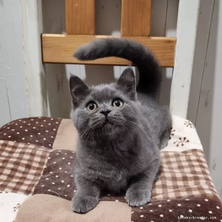 ID：2311-00158の子猫