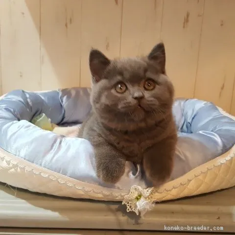 琥太郎ママ 様のお迎えした子猫