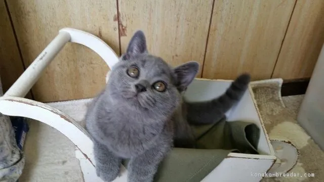 ムック 様のお迎えした子猫