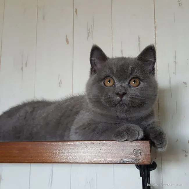 ID：1905-01209の子猫