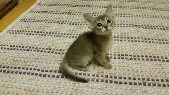 ID：1610-00052の子猫