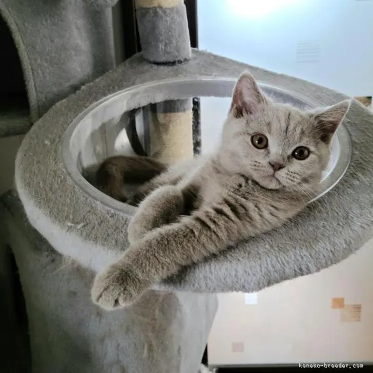 うにくん 様のお迎えした子猫