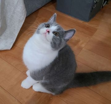 ブリティッシュショートヘア【静岡県・男の子・2021年6月2日・ブルー&ホワイト】の写真「むっちりボディの男の子」