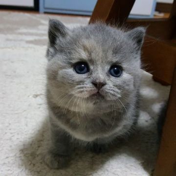 ブリティッシュショートヘア【静岡県・女の子・2019年3月17日・ブルートーティ】の写真「おっとりした女の子です。」