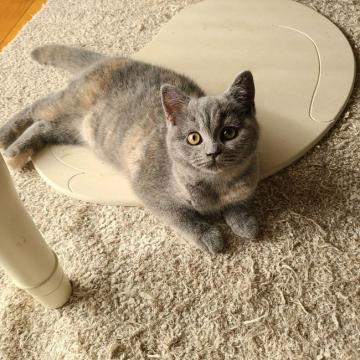 ブリティッシュショートヘア【静岡県・女の子・2022年8月27日・ブルークリーム】の写真「おっとり系の女の子」