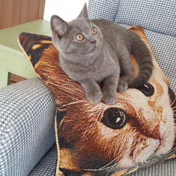 ブリティッシュショートヘア【静岡県・男の子・2018年4月13日・ブルー】の写真「お値段下げました。甘えん坊の男の子。」