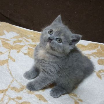 ブリティッシュショートヘア【静岡県・女の子・2018年4月13日・ブルークリーム】の写真「可愛らしいお顔の女の子です。」