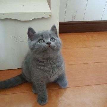 ブリティッシュショートヘア【静岡県・男の子・2019年3月17日・ブルー】の写真「甘えん坊の男の子です。」