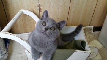 ブリティッシュショートヘア【静岡県・男の子・2016年7月21日・ブルー】の写真「パパはインターナショナルウィナーです。　」