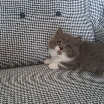 ブリティッシュショートヘア【静岡県・男の子・2019年3月17日・ブルー&ホワイト】の写真「ロングヘアーのマイペースな男の子。お値段下げました」