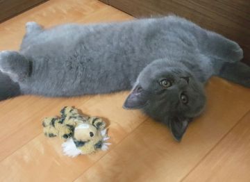 ブリティッシュショートヘア【静岡県・男の子・2019年4月9日・ブルー】の写真「ムチムチのおっとりした男の子！お値段下げました」