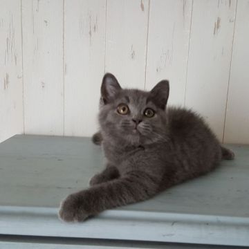 ブリティッシュショートヘア【静岡県・男の子・2018年4月13日・ブルー】の写真「真ん丸お目目の男の子です。」