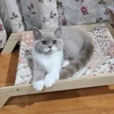 ブリティッシュショートヘア【静岡県・女の子・2023年8月10日・ライラック&ホワイト】の写真3