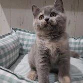 ブリティッシュショートヘア