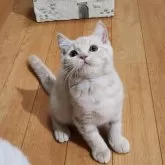 ブリティッシュショートヘア