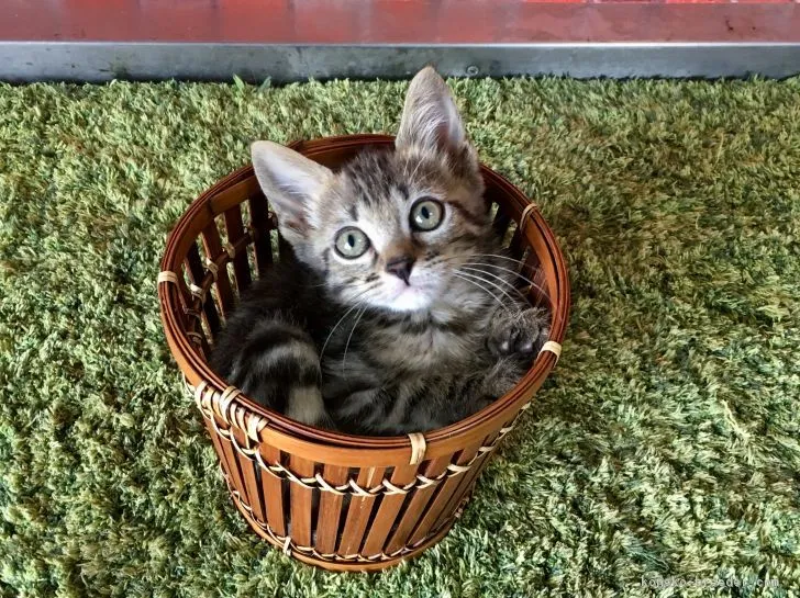 ID：1802-01066の子猫