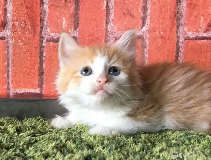 ID：1806-00071の子猫