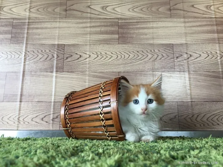 ID：1704-00506の子猫